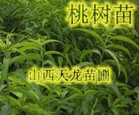 供应桃树苗 杏树苗